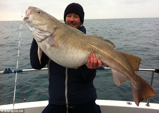 Chris Proctor với con cá tuyết nặng 19.5kg vừa được đánh bắt